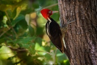 Datel svetlezoby - Campephilus guatemalensis - Pale-billed woodpecker 2956